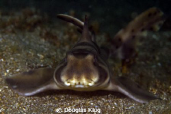 Junior taking a nap. This juvenile horn shark from Anacap... by Douglas Klug 